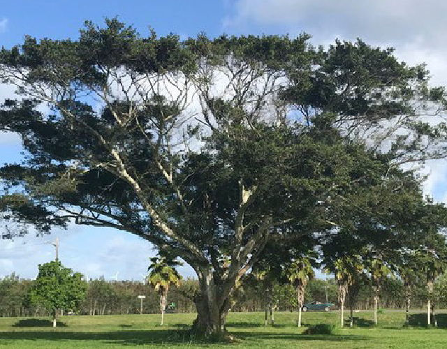 Gall Wasp Infestation Killing Weed Circle Banyan – North Shore News